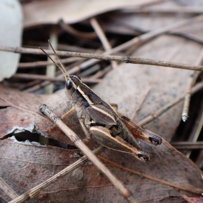 Phaulacridium vittatum (Wingless Grasshopper) at Cook, ACT - 19 Feb 2023 by CathB