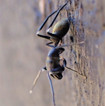 Myrmarachne luctuosa (Polyrachis Ant Mimic Spider) at Cook, ACT - 19 Feb 2023 by CathB