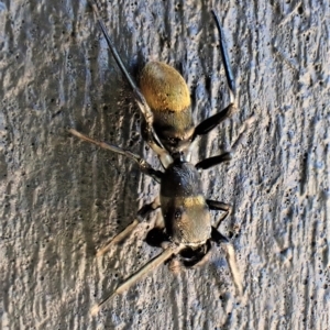 Myrmarachne luctuosa at Cook, ACT - 19 Feb 2023 02:03 PM