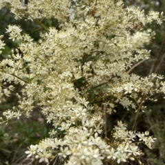 Bursaria spinosa subsp. lasiophylla (Australian Blackthorn) at Paddys River, ACT - 20 Feb 2023 by Jenny54