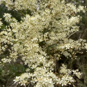 Bursaria spinosa subsp. lasiophylla at Paddys River, ACT - 21 Feb 2023