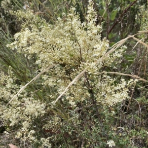 Bursaria spinosa subsp. lasiophylla at Paddys River, ACT - 21 Feb 2023 09:50 AM