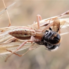 Runcinia acuminata (Pointy Crab Spider) at Cook, ACT - 19 Jan 2023 by CathB