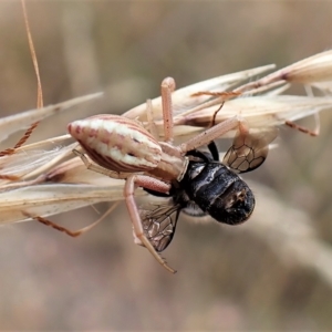 Runcinia acuminata at Cook, ACT - 19 Jan 2023 04:00 PM