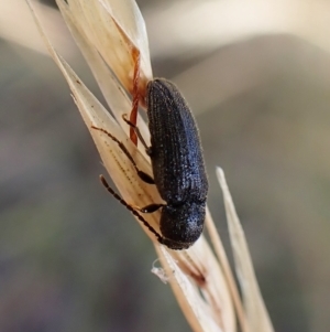 Eucnemidae (family) at Cook, ACT - 2 Feb 2023