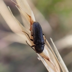 Eucnemidae (family) at Cook, ACT - 2 Feb 2023