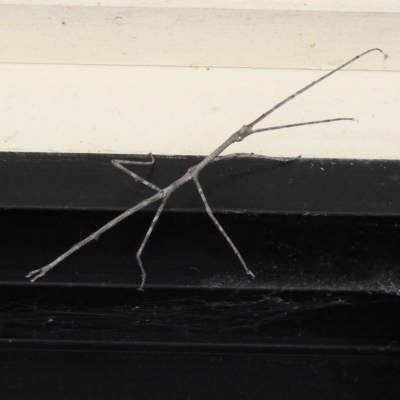 Acrophylla titan (Titan Stick Insect) at Burradoo, NSW - 12 Feb 2023 by GlossyGal