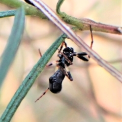 Cyclosa sp. (genus) (Trashline Orbweaver) at Molonglo Valley, ACT - 13 Jan 2023 by CathB
