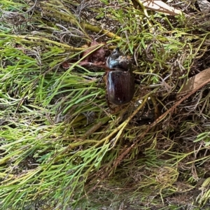 Dasygnathus sp. (genus) at Aranda, ACT - 20 Feb 2023