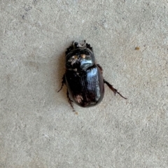 Dasygnathus sp. (genus) at Aranda, ACT - 20 Feb 2023