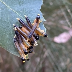 Pseudoperga sp. (genus) (Sawfly, Spitfire) at Mittagong, NSW - 19 Feb 2023 by GlossyGal