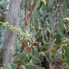 Clematis aristata (Mountain Clematis) at Booth, ACT - 21 Feb 2023 by GirtsO