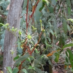 Clematis aristata (Mountain Clematis) at Booth, ACT - 20 Feb 2023 by GirtsO