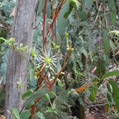Clematis aristata (Mountain Clematis) at Booth, ACT - 21 Feb 2023 by GirtsO