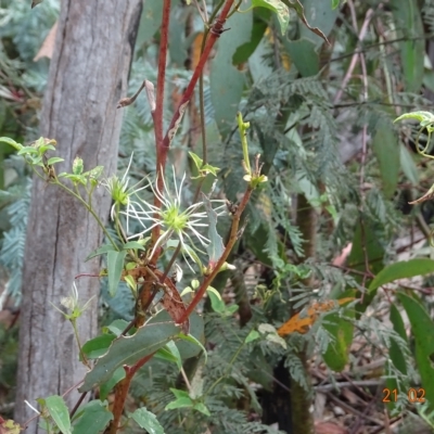 Clematis aristata (Mountain Clematis) at Namadgi National Park - 20 Feb 2023 by GirtsO