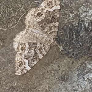 Chrysolarentia imperviata at Coree, ACT - 20 Feb 2023 06:07 PM