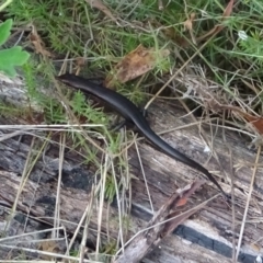 Pseudemoia entrecasteauxii (Woodland Tussock-skink) at Booth, ACT - 21 Feb 2023 by GirtsO