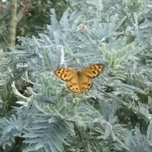 Heteronympha merope at Booth, ACT - 21 Feb 2023 10:07 AM