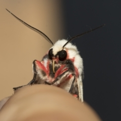 Ardices canescens (Dark-spotted Tiger Moth) at Higgins, ACT - 20 Feb 2023 by AlisonMilton