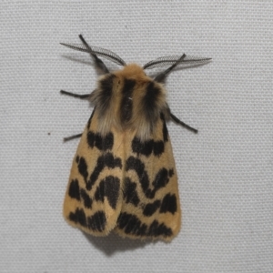 Ardices curvata at Higgins, ACT - 21 Feb 2023 07:00 AM