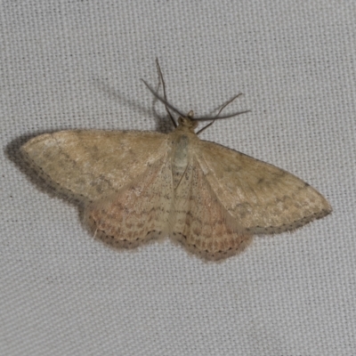 Scopula rubraria (Reddish Wave, Plantain Moth) at Higgins, ACT - 21 Feb 2023 by AlisonMilton