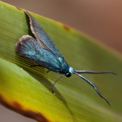 Pollanisus viridipulverulenta (Satin-green Forester) at St Ives, NSW - 19 Feb 2023 by KorinneM