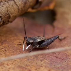 Bobilla killara (Pygmy Cricket) at St Ives, NSW - 19 Feb 2023 by KorinneM