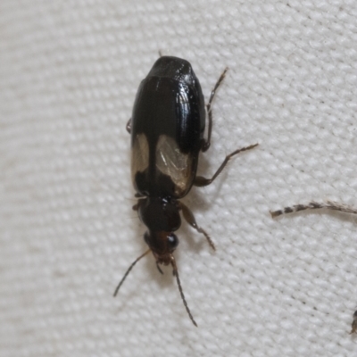 Sarothrocrepis civica (An arboreal 'ground' beetle) at Higgins, ACT - 21 Feb 2023 by AlisonMilton