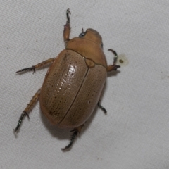 Anoplognathus sp. (genus) (Unidentified Christmas beetle) at Higgins, ACT - 21 Feb 2023 by AlisonMilton