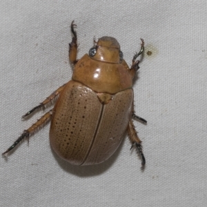 Anoplognathus sp. (genus) at Higgins, ACT - 21 Feb 2023 07:03 AM