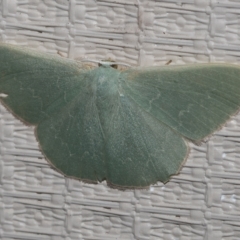 Prasinocyma sp. (1) (MoV, Part 4)(genus) (An Emerald moth (Geometrinae)) at Higgins, ACT - 21 Feb 2023 by AlisonMilton