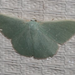 Prasinocyma undescribed species MoV1 (An Emerald moth) at Higgins, ACT - 21 Feb 2023 by AlisonMilton