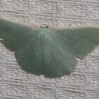 Prasinocyma sp. (1) (MoV, Part 4)(genus) (An Emerald moth (Geometrinae)) at Higgins, ACT - 21 Feb 2023 by AlisonMilton