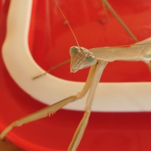 Tenodera australasiae at Yass River, NSW - 20 Feb 2023 08:10 PM