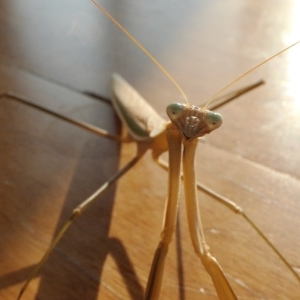 Tenodera australasiae at Yass River, NSW - 20 Feb 2023 08:10 PM