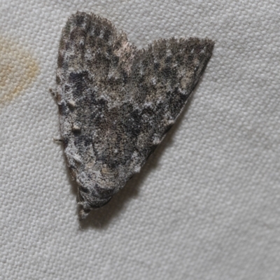 Nola pleurosema (Plain Tuft-moth) at Higgins, ACT - 21 Feb 2023 by AlisonMilton