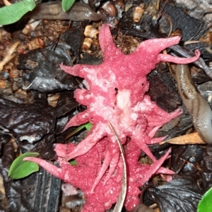 Aseroe rubra at Holt, ACT - 21 Feb 2023