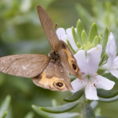 Hypocysta metirius (Brown Ringlet) at St Ives, NSW - 19 Feb 2023 by KorinneM