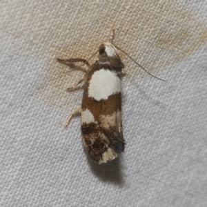 Placocosma hephaestea at Higgins, ACT - 21 Feb 2023 07:02 AM