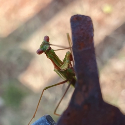 Pseudomantis albofimbriata (False garden mantis) at Yass River, NSW - 21 Feb 2023 by SenexRugosus