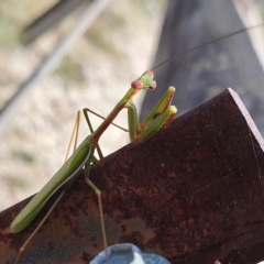 Pseudomantis albofimbriata at Yass River, NSW - 21 Feb 2023