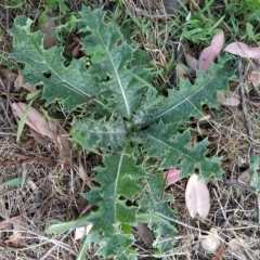 Onopordum acanthium (Scotch Thistle) at Fadden, ACT - 21 Feb 2023 by KumikoCallaway