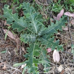 Onopordum acanthium (Scotch Thistle) at Wanniassa Hill - 20 Feb 2023 by KumikoCallaway