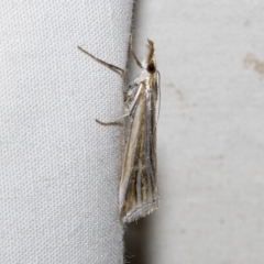 Hednota species near grammellus (Pyralid or snout moth) at Higgins, ACT - 21 Feb 2023 by AlisonMilton