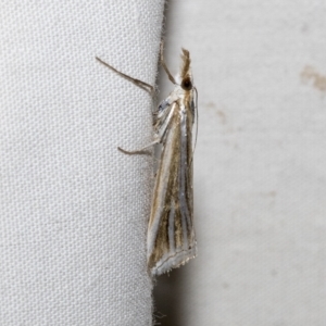 Hednota species near grammellus at Higgins, ACT - 21 Feb 2023