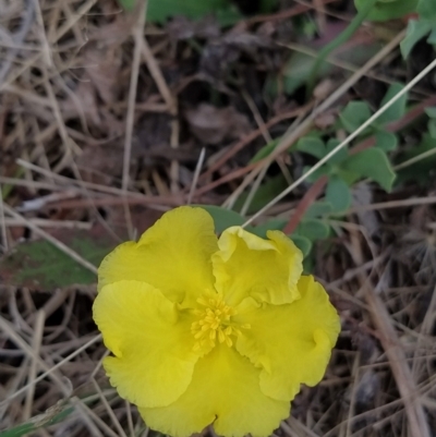 Hibbertia obtusifolia (Grey Guinea-flower) at Wanniassa Hill - 20 Feb 2023 by KumikoCallaway