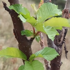 Prunus avium at Fadden, ACT - 21 Feb 2023