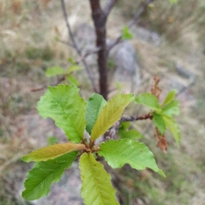 Prunus avium at Fadden, ACT - 21 Feb 2023 08:00 AM