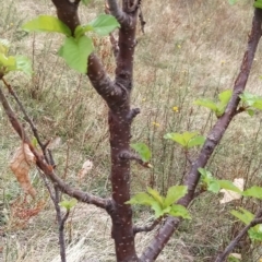 Prunus avium at Fadden, ACT - 21 Feb 2023