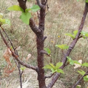 Prunus avium at Fadden, ACT - 21 Feb 2023 08:00 AM